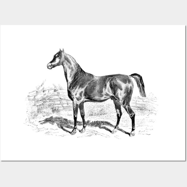 Pure Breed Horse Illustration Wall Art by Biophilia